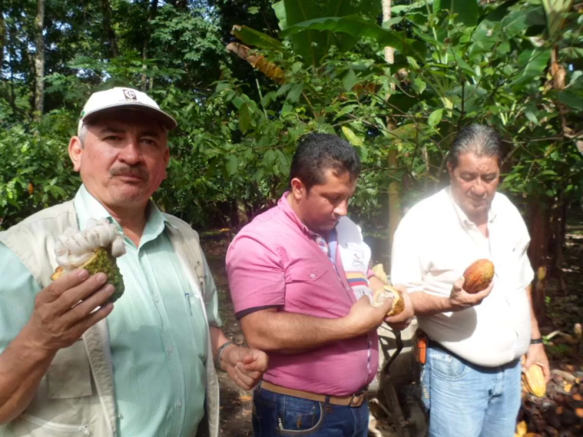 Arauca, según la Federación Nacional de Cacaoteros, este departamento es el segundo productor del país.